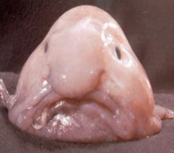 blobfish